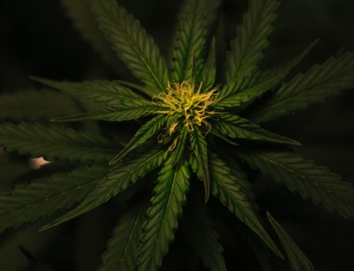 Neue Regierung einigt sich auf Cannabis-Legalisierung